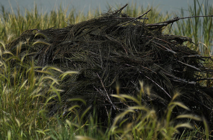 Ahuautle, huevos de axayacatl, un tipo de chinche acuática, se ven en ramas de pino recolectadas del Lago Texcoco, cerca de Ciudad de México, el martes 20 de septiembre de 2022. Los huevos se pasan por un tamiz para eliminar los restos de lodo o corteza de pino. Después se colocan en bolsas para venderlos.