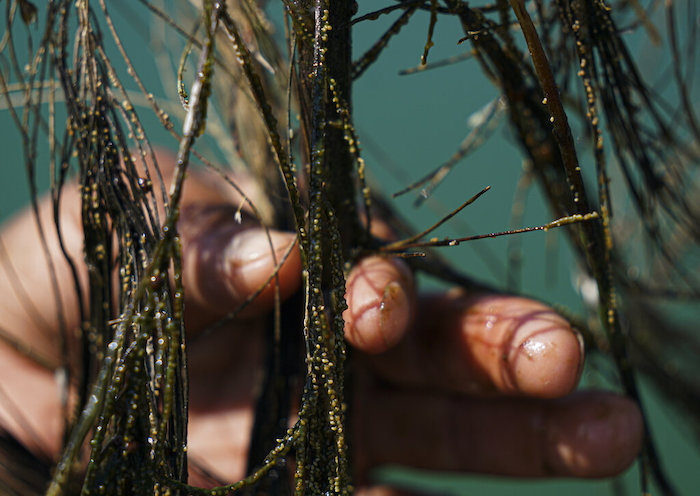 Ahuautle, también conocido como caviar mexicano, es cosechado de agujas de pino en el lago Texcoco, cerca de Ciudad de México, el martes 20 de septiembre de 2022. El ahuautle fue en el pasado un alimento importante para la gente del Valle de México.