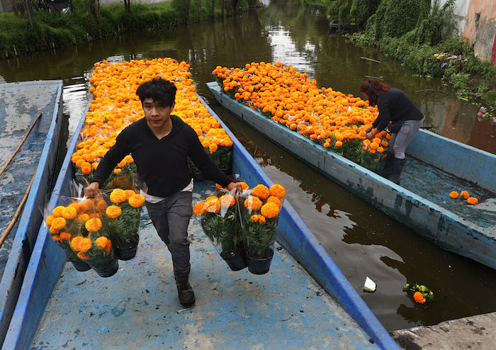 Campesinos trasladan flores de cempasúchil a través de los canales de Xochimilco en la Ciudad de México, el miércoles 19 de octubre de 2022.