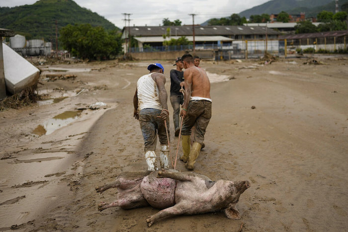 Hombres arrastran un cerdo vivo que encontraron atrapado en el lodo luego de inundaciones causadas por intensas lluvias en Las Tejerias, Venezuela, el domingo 9 de octubre de 2022.