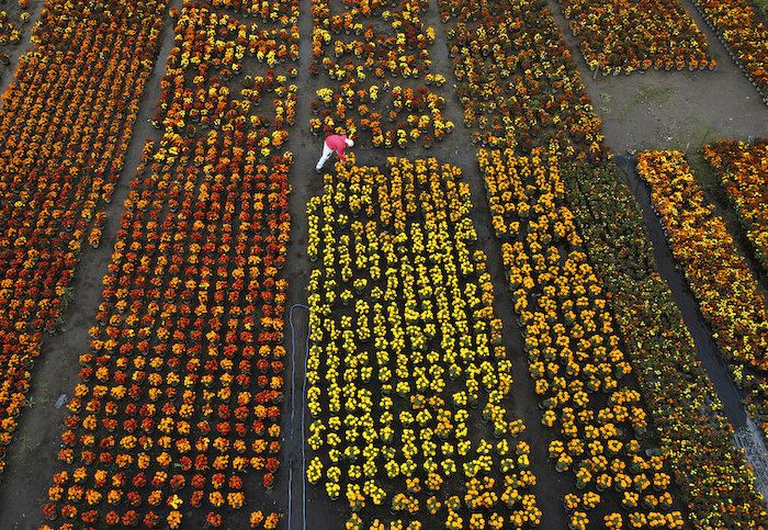 John Flores Martínez trabaja en su campo de flores de cempasúchil en una finca en Xochimilco, Ciudad de México, el miércoles 19 de octubre de 2022.