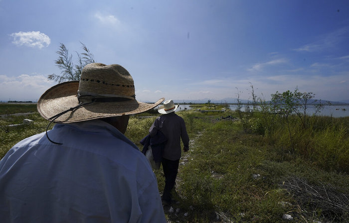 Juan Hernández, delante, y un amigo llegan al Lago Texcoco para recolectar ahuautle, los huevos del axayacatl, una chinche acuática, cerca de Ciudad de México, el martes 20 de septiembre de 2022. “Buscamos por lo regular las orillas donde el mosco brinca más”, dijo Hernández al hablar de las tácticas que usa para atrapar al insecto que aprendió en su juventud cuando decidió, luego de quedarse sin empleo, unirse a más de medio centenar de habitantes del pueblo que solían cultivar el ahuautle en el período de reproducción, durante las lluvias de junio a septiembre.