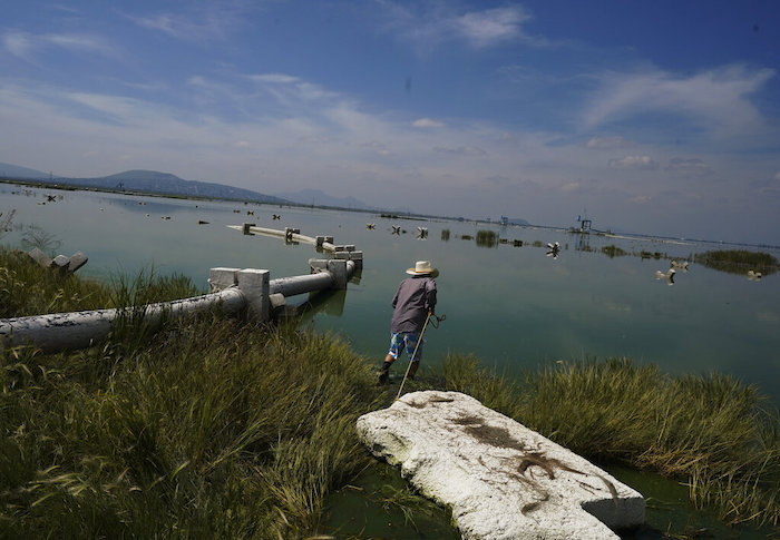 Juan Hernández entra en el río Texcoco para recolectar ahuautle, conocido como caviar mexicano, cerca de Ciudad de México, el martes 20 de septiembre de 2022. Hernández vadea las verdosas aguas del Nabor Carrillo -un lago artificial poco profundo que se creó en las áreas secas del Texcoco- para iniciar la recolección de las ramas de pino que una semana antes enterró en el lecho lacustre para atraer a las chinches y lograr que depositaran sus huevecillos.