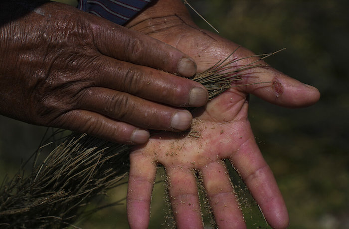 Juan Hernández limpia ahuautle, conocido como caviar mexicano, en Texcoco, cerca de Ciudad de México, el martes 20 de septiembre de 2022. “La limpia lleva un proceso muy laborioso”, dijo el agricultor mientras frotaba con sus manos una rama de pino para retirarle los huevecillos y depositarlos sobre una manta rosada.