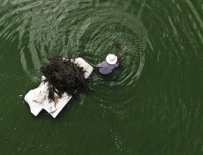 Juan Hernández recoge ahuautle, o los huevos del axayacatl, un tipo de chinche acuática, en el Lago Texcoco, cerca de Ciudad de México, el martes 20 de septiembre de 2022. Para Juan Hernández, un agricultor del poblado central de San Cristóbal Nezquipáyac, en el estado de México, cultivar y recolectar los diminutos huevos del insecto conocido como “ahuautle”, que significa amaranto de agua en lengua náhuatl, es una forma de vida.