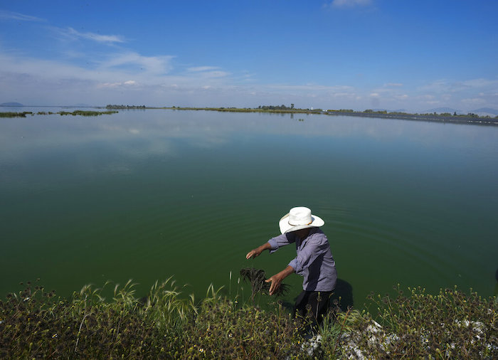 Juan Hernández recolecta ahuautle, los huevos de axayacatl, una chinche de agua, en el Lago Texcoco, cerca de Ciudad de México, el martes 20 de septiembre de 2022. Hernández es uno de los apenas seis que se sabe aún recolectan ahuautle en la zona de Texcoco, y temen ser los últimos.