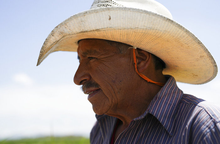 Juan Hernández se prepara para cosechar ahuautle, los huevos del axayacatl, un tipo de chinche acuática, cerca del Lago Texcoco, cerca de Ciudad de México, el martes 20 de septiembre de 2022. Para Hernández, un agricultor del poblado central de San Cristóbal Nezquipáyac, en el estado de México, cultivar y recolectar los diminutos huevos del insecto conocido como ahuautle, que significa amaranto de agua en lengua náhuatl, es una forma de vida.