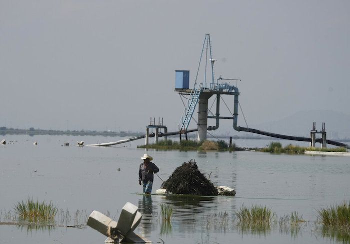 Juan Hernández tira de una balsa con poliestireno cargada con ramas de pino llenas de ahuautle, los huevos del axayacatl, una chinche acuática, en el Lago Texcoco, cerca de Ciudad de México, el 20 de septiembre de 2022. En un lago poco profundo en las afueras de la Ciudad de México un puñado de campesinos aún cultiva los huevos de una escurridiza chinche de agua, que cabe en la yema de un dedo, para mantener viva una tradición culinaria que data al menos del Imperio Azteca.