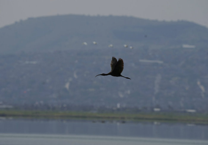 Un ave acuática sobrevuela el Lago Texcoco, donde se cultiva y cosecha el ahuautle, los huevos del axayacatl, un tipo de chinche acuática, cerca de Ciudad de México, el martes 20 de septiembre de 2022.