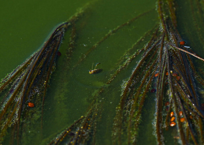 Un axayacatl muerto, un tipo de chinche de agua, flota en las aguas del Lago Texcoco, cerca de Ciudad de México. Los huevos de ese insecto se consumen como ahuautle, o caviar mexicano. Su consumo se ha visto amenazado por la desecación del Lago de Texcoco, la migración de los pobladores de las áreas próximas y el poco interés de las nuevas generaciones en el alimento.