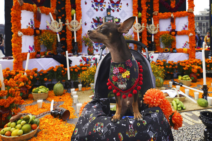 Un chihuahua se para en una carriola frente a un altar del Día de Muertos en la plaza principal de Ciudad de México, el Zócalo, en Ciudad de México, el viernes 28 de octubre de 2022.