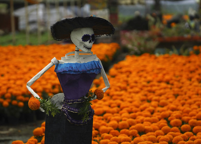 Una Catrina, una muñeca esquelética popular, se encuentra sobre un campo de cempasúchil o flores de caléndula en una finca en Xochimilco, Ciudad de México, el miércoles 19 de octubre de 2022.