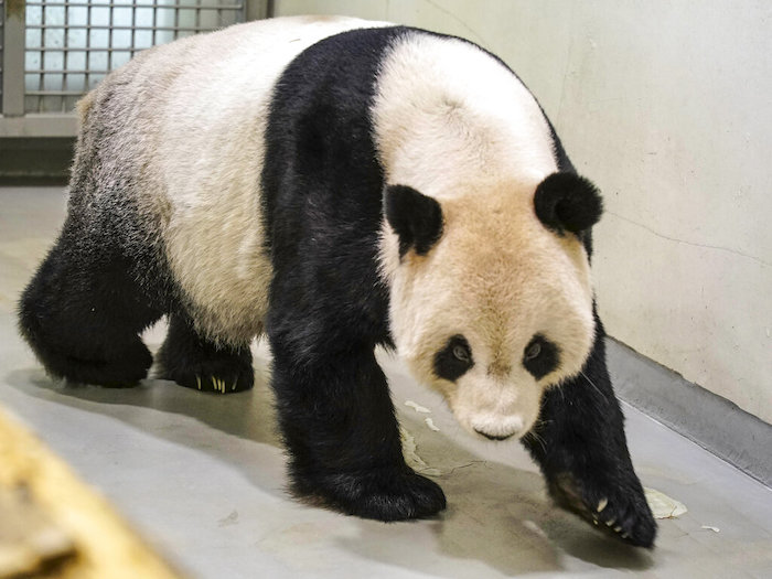 En esta foto publicada por el Zoológico de Taipéi, el panda Tuan Tuan camina en su recinto en el zoo de Taiwán, el martes 1 de noviembre de 2022.