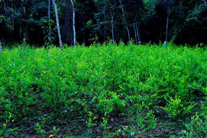 Soldados del Ejército mexicano localizaron un sembradío de planta coca en la sierra del municipio de Atoyac.