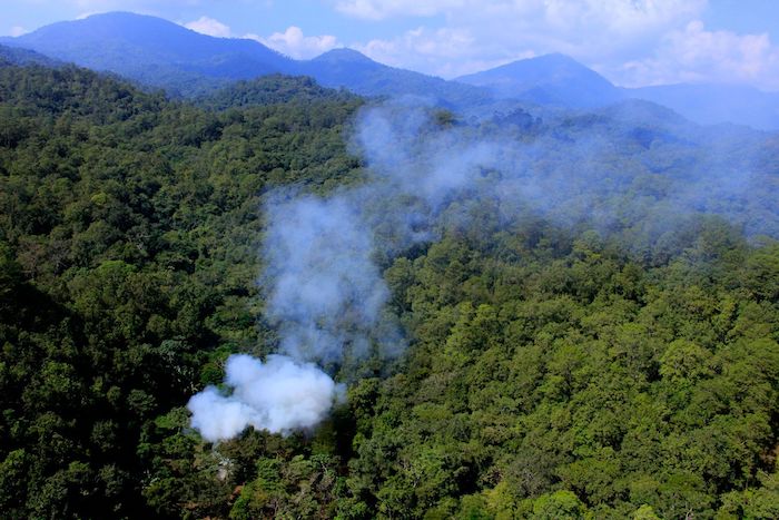 El pasado 13 de diciembre 2022, fue destruida una hectárea de plantío de coca en Atoyac, Guerrero. El Ejército encargado del operativo señaló que este año ellos han destruido más de 70 en el estado de Guerrero.