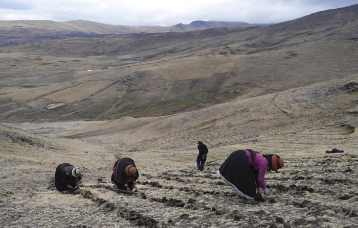 Los residentes cosechan papas en un campo cerca de la comunidad de Cconchaccota, en la región Apurímac de Perú, el sábado 26 de noviembre de 2022. 