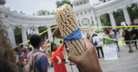 Decenas de organizaciones sociales y ambientalistas, como Greenpeace, realizaron una marcha para manifestar su rechazo a la siembra de los maíces genéticamente alterados.