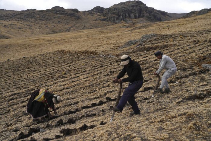 Residentes cosechan papas en la comunidad de Cconchaccota en la región Apurímac de Perú, el sábado 26 de noviembre de 2022. 