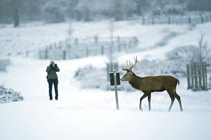 Un ciervo camina por la nieve en Richmond Park, al suroeste de Londres, el lunes 12 de diciembre de 2022.