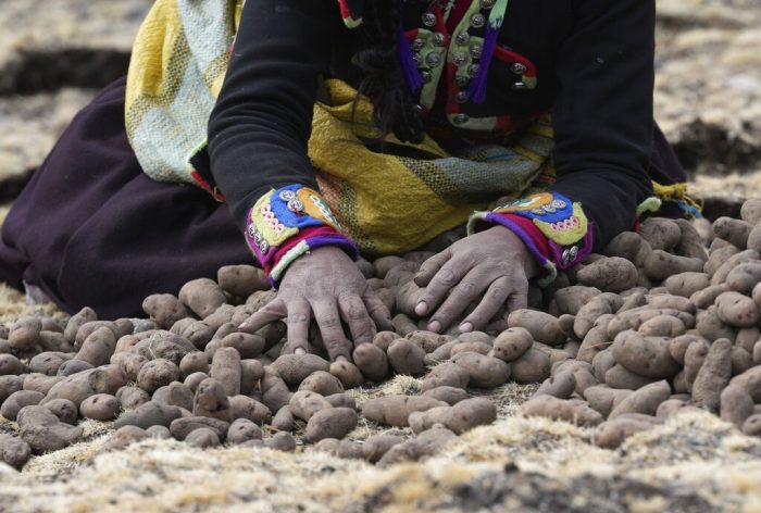 Una mujer recolecta papas en la comunidad de Cconchaccota en la región Apurímac de Perú, el sábado 26 de noviembre de 2022.