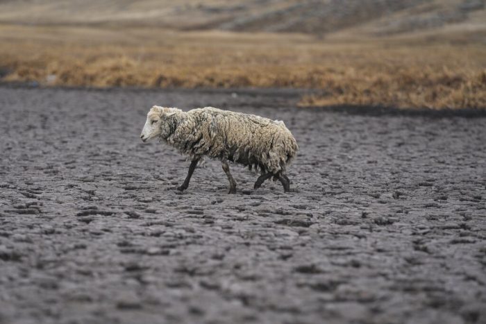 Una oveja demacrada camina sobre el lecho seco de la laguna de Cconchaccota en la región Apurimac de Perú, el viernes 25 de noviembre de 2022.