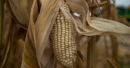 Producción de maíz libre de agroquímicos y de glifosato que se implementa en Culiacán.