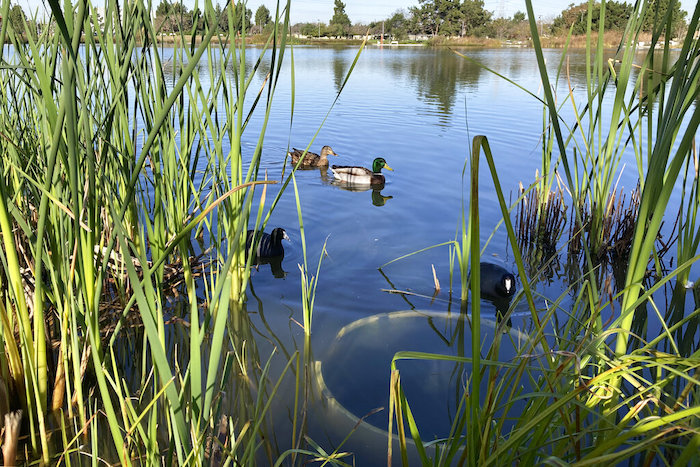 Patos en un lago del parque Earvin "Magic" Johnson en Willowbrook, California, el miércoles 18 de enero de 2023.