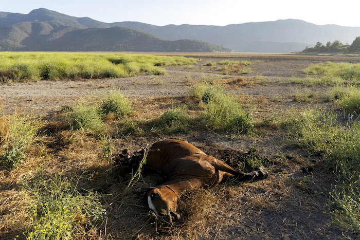 Un caballo muerto en mitad del lecho seco de la Laguna Aculeo por la sequía en Paine, Chile, el 22 de diciembre de 2022. La laguna se secó hace varios años.