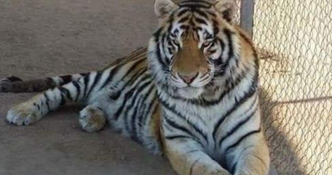 La Fiscalía en el estado de Sonora, limítrofe con Estados Unidos, informó el martes que buscan a un tigre de Bengala adulto de nombre "Baluma". La agencia señaló que el tigre macho de 5 años fue robado el lunes de una casa en Hermosillo, capital del estado.