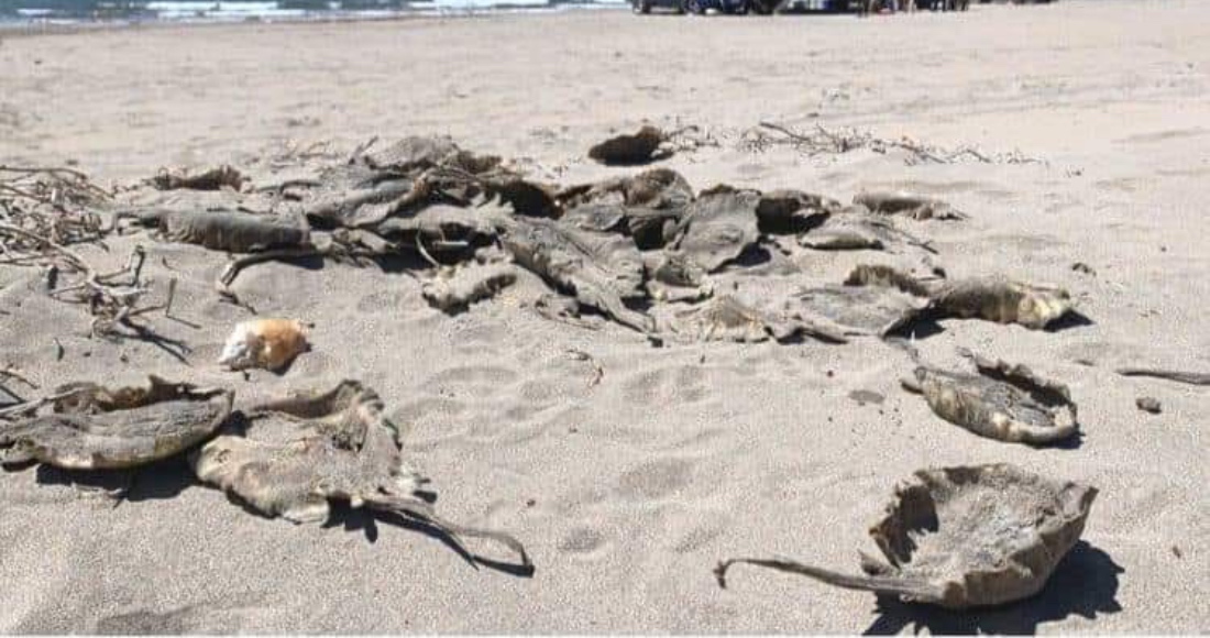 Hace tres días, la organización Protección Animal Hermosillo reportó que aparecieron rayas y mantarrayas muertas en la playa de Huatabampo.