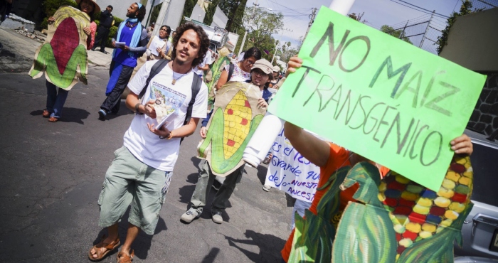 Protesta contra maíz transgénico.