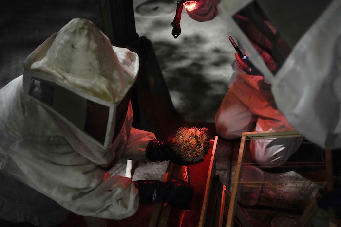 Adriana Velíz (izquierda) y otros miembros de su grupo Abeja Negra SOS, vestidos con trajes especiales para protegerse de picaduras, rescata una colmena que las abejas formaron dentro de la base de un poste de luz en la Ciudad de México, el jueves 8 de junio de 2023.