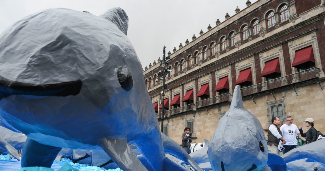 El 8 de julio de 2017, la organización del Fondo Mundial para la Naturaleza realizó una acción pública frente a Palacio Nacional para pedir al Gobierno federal que se implementen las recomendaciones urgentes con el fin de salvar a la vaquita marina.