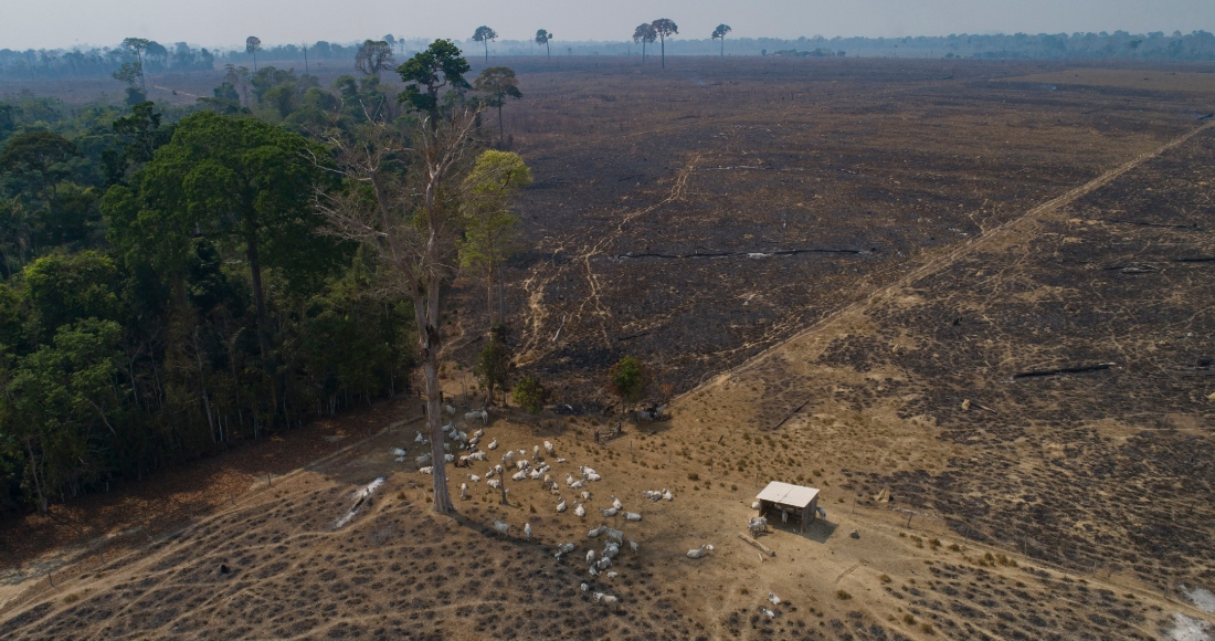 El ganado pastando en tierras recientemente quemadas y deforestadas por ganaderos cerca de Novo Progresso, estado de Pará, Brasil, el 23 de agosto de 2020. Foto: Andre Penner, AP, Archivo