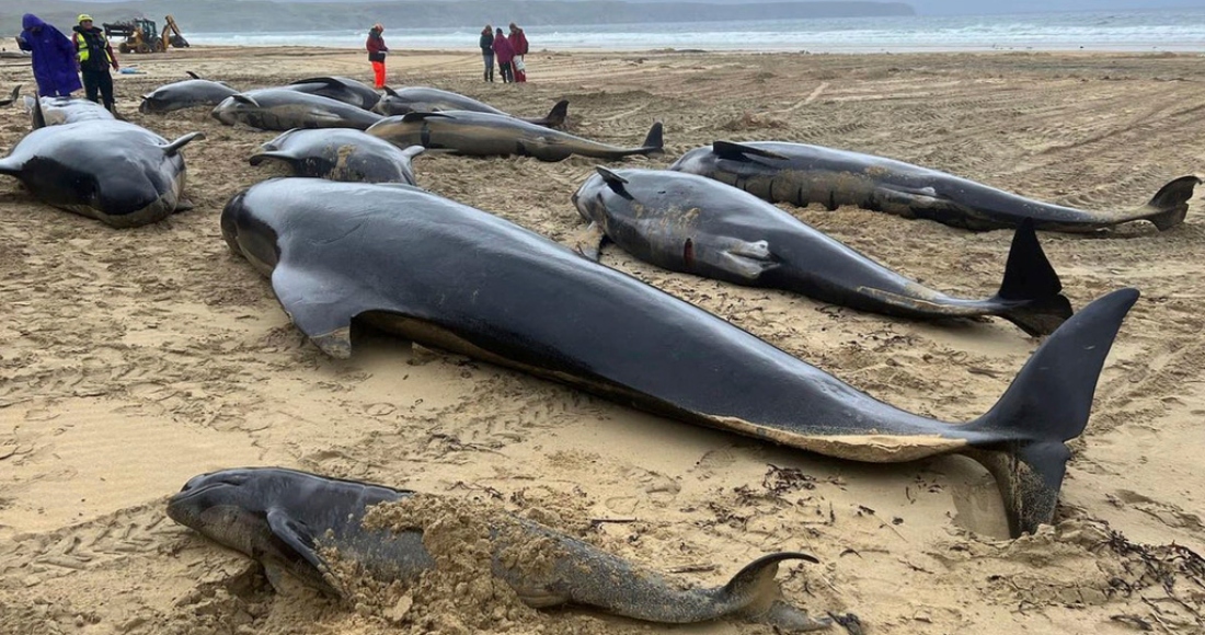 En esta imagen difundida por la organización British Divers Marine Life Rescue (BDMLR) se muestra a ballenas piloto encalladas en North Tolsta, en la Isla de Lewis, Escocia, el domingo 16 de julio de 2023.