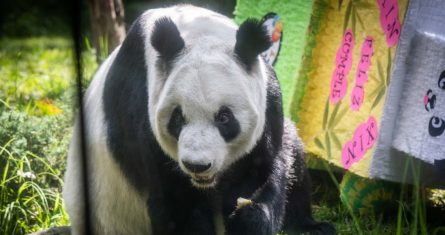 La celebración de los 33 años de edad de la panda gigante Xin Xin, realizada en el Zoológico de Chapultepec.