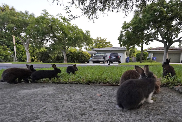 Conejos en un jardín el martes 11 de julio de 2023 en Wilton Manors, Florida.