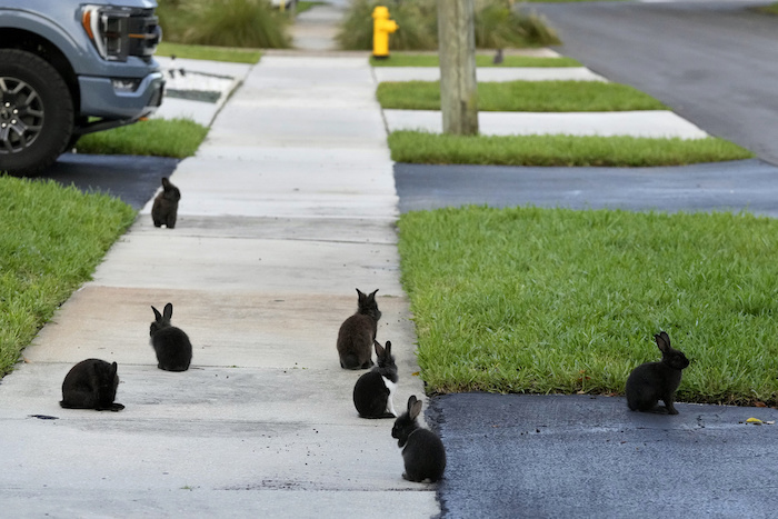 Conejos reunidos en una vereda el martes 11 de julio de 2023 en Wilton Manors, Florida.