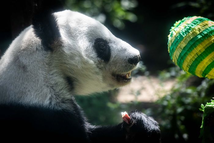 La celebración de los 33 años de edad de la panda gigante Xin Xin, realizada en el Zoológico de Chapultepec.