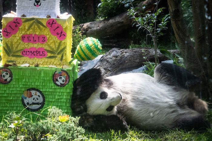 Xin Xin, la panda gigante que habita en el Zoológico de Chapultepec de la capital mexicana, vivió este sábado la ceremonia de celebración de su cumpleaños 33, un número que la consagra como uno de los ejemplares de su especie más longevos del mundo.