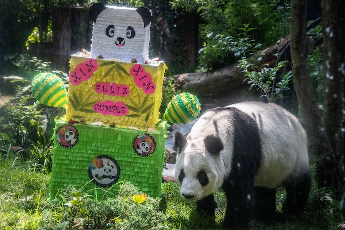 Por su cumpleaños 33, Xin Xin recibió una piñata llena de manzanas, y estuvo acompañada de niños que acudieron a apreciarla y celebrarla con sombreros de panda y rebanadas de pasteles ilustrados con su rostro.