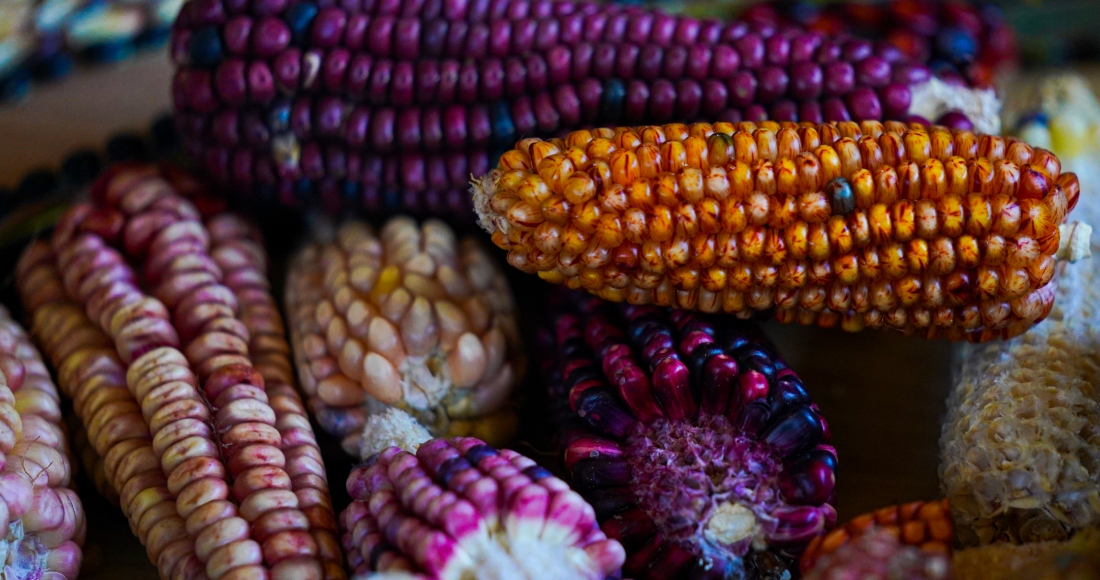 Maíz nativo cultivado por el agricultor Jesús Vargas en una pila en su granja de Ixtenco, México, el jueves 15 de junio de 2023. Pequeños agricultores de México que luchan por preservar los maíces de colores encuentran una esperanza en el creciente interés que ha surgido por el alimento entre chefs locales y extranjeros que los importan para elaborar platillos mexicanos tradicionales. Foto: Fernando Llano, AP