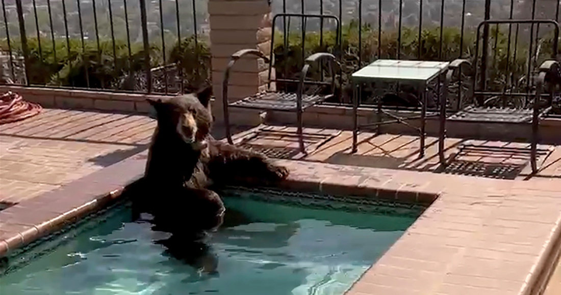 En esta imagen tomada de un video proporcionado por la policía de Burbank, un oso se sienta en un jacuzzi en la ciudad de Burbank, California, el viernes 28 de julio de 2023.