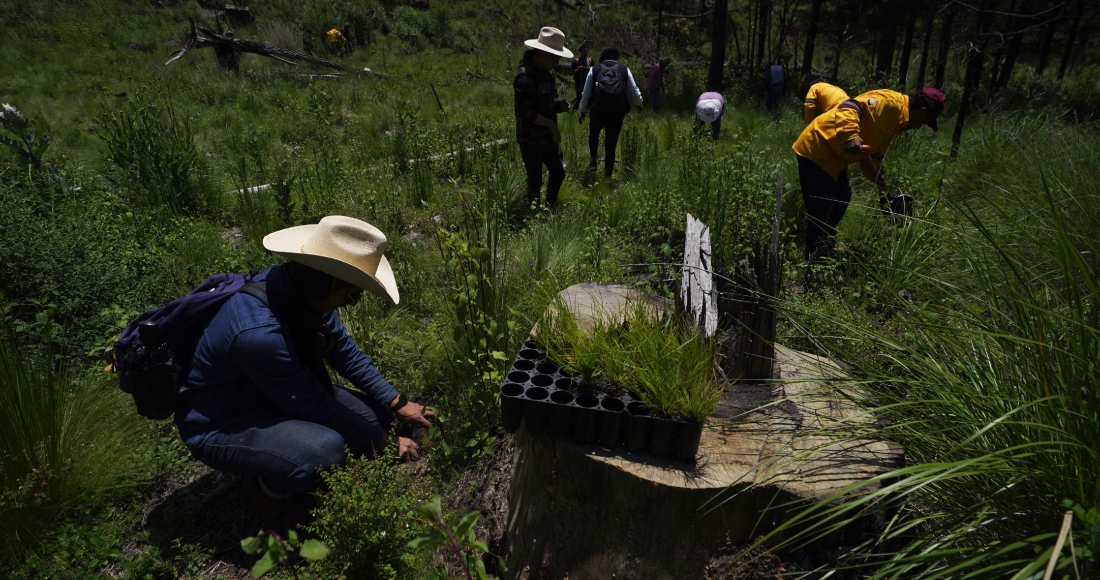 Agricultores locales plantan pinos en un área donde los árboles han sido talados ilegalmente, el 13 de agosto de 2023, en el pueblo de San Miguel Topilejo, al sur de la Ciudad de México.