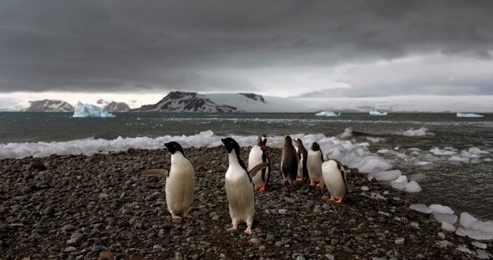 Pingüinos caminan por la orilla de Bahía Almirantazgo en Antártida, el 27 de enero de 2015. Un nuevo estudio publicado el martes 8 de agosto de 2023 concluyó que la Antártida ya está siendo afectada y seguirá registrando fenómenos meteorológicos extremos, un resultado conocido del cambio climático provocado por la especie humana. Foto: Natacha Pisarenko