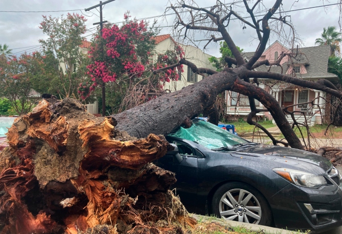 Un árbol yace sobre un automóvil luego del paso de la tormenta tropical "Hilary", el 21 de agosto de 2023, en Los Ángeles. Foto: Stefanie Dazio, AP