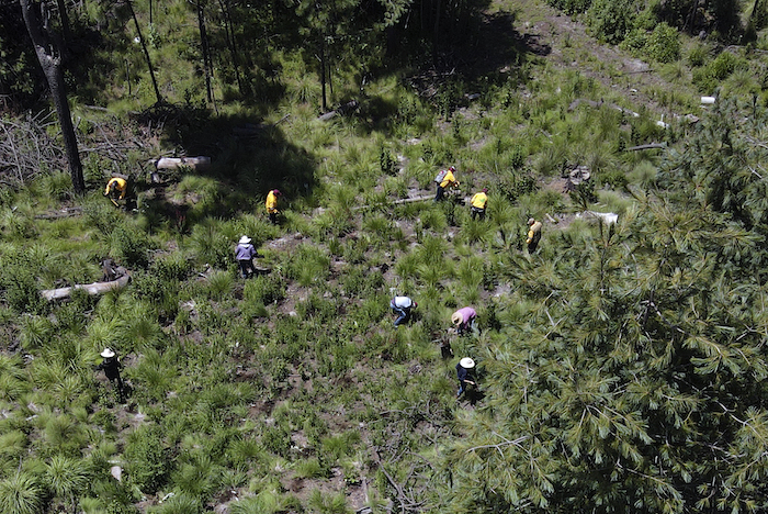 Pobladores locales plantan pinos el 13 de agosto de 2023 en un área deforestada recientemente, en el pueblo de San Miguel Topilejo, al sur de la Ciudad de México.