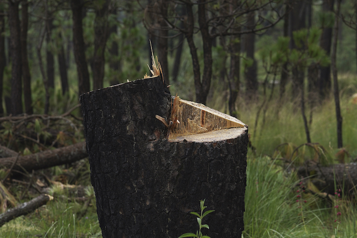 Esta imagen del 13 de agosto de 2023 muestra el tocón de un árbol talado ilegalmente en un área recientemente deforestada en la que agricultores locales plantan nuevos pinos, en el pueblo de San Miguel Topilejo, al sur de la Ciudad de México.