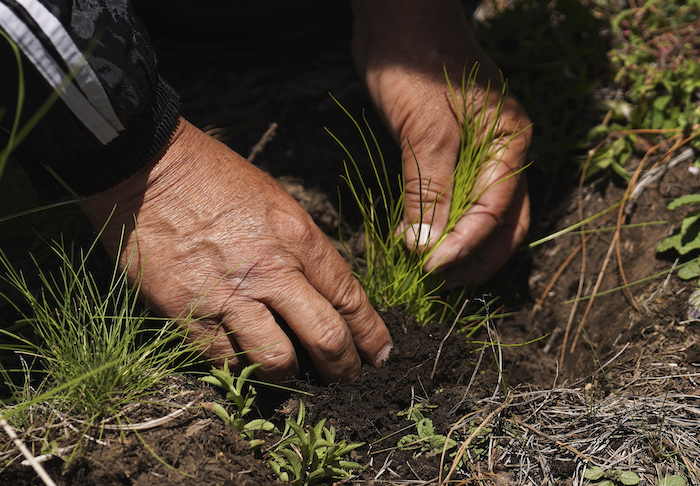 Un agricultor local planta pinos el 13 de agosto de 2023 en un área recientemente deforestada del pueblo de San Miguel Topilejo, al sur de la Ciudad de México.