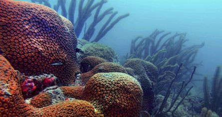 El Sistema Arrecifal Veracruzano es un parque marino en donde convergen miles de especies acuáticas que habitan en la gran reserva coralina situada frente a las costas del puerto de Veracruz.